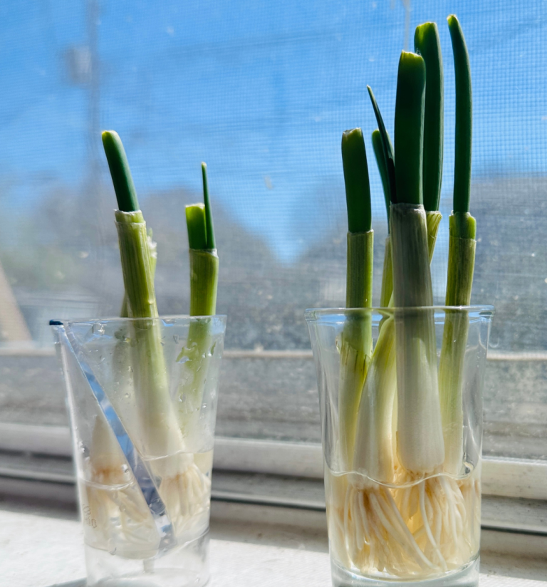 Effortless Green Onion Regrowth: A Windowsill Guide